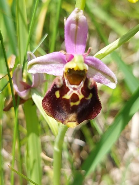 Ophrys fuciflora  - Bernard Sonnerat