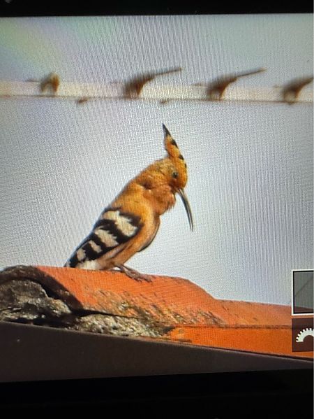 Eurasian Hoopoe  - Paolo Zucca