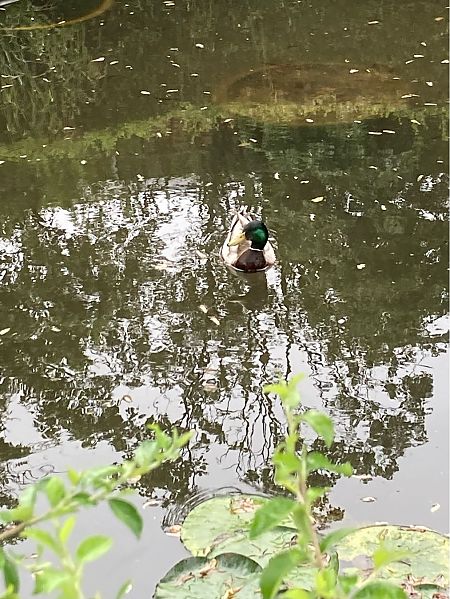 Mallard  - Federico Pino
