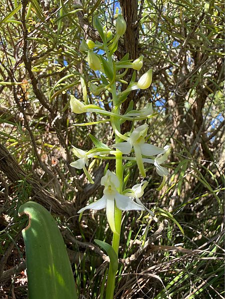 Platanthera bifolia  - Pep Sole