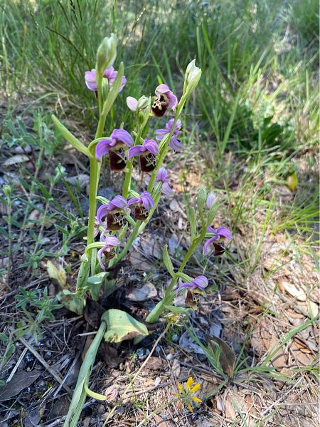 Ophrys fuciflora subsp. druentica  - Alain Darmuzey