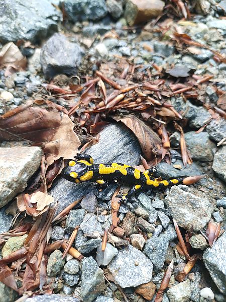 Salamandra pezzata  - Daniele Baroni