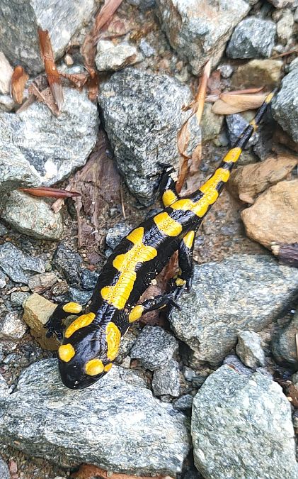 Salamandra pezzata  - Daniele Baroni