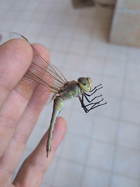 Anax ephippiger  - Fabio Mastropasqua