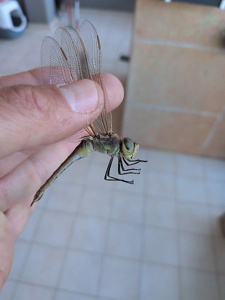 Anax ephippiger  - Fabio Mastropasqua