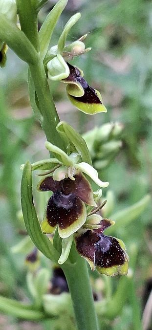 Ophrys aymoninii 