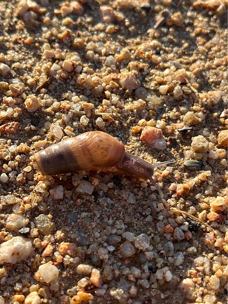 Rumina decollata  - Carlos Alvarez-Cros