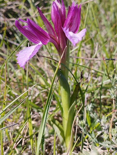Anacamptis papilionacea var. expansa  - Gérard Joseph