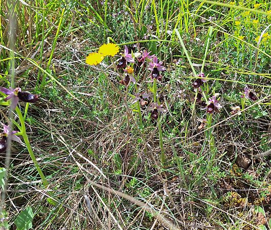 Ophrys indet. group. bertoloni  - Benjamin Kabouche