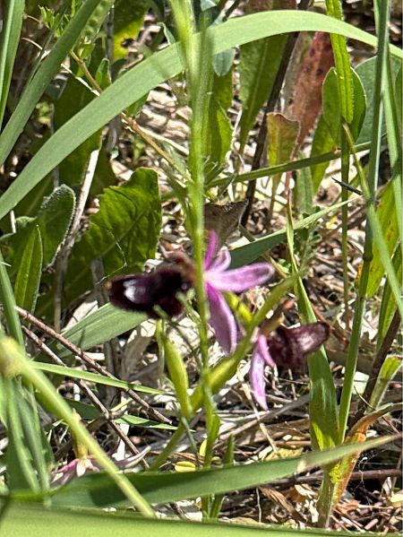 Ophrys bertolonii  - Antonio Mazzone