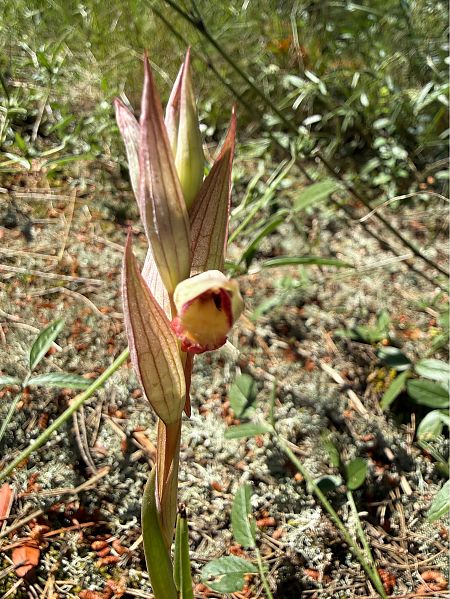 Serapias vomeracea  - Pep Sole