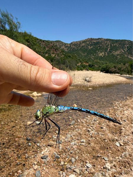 Anax imperator  - Andrea Galimberti