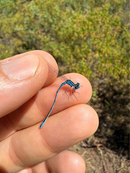 Coenagrion puella  - Andrea Galimberti