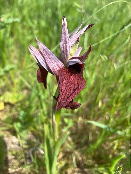 Serapias cordigera  - Joelle Brassens