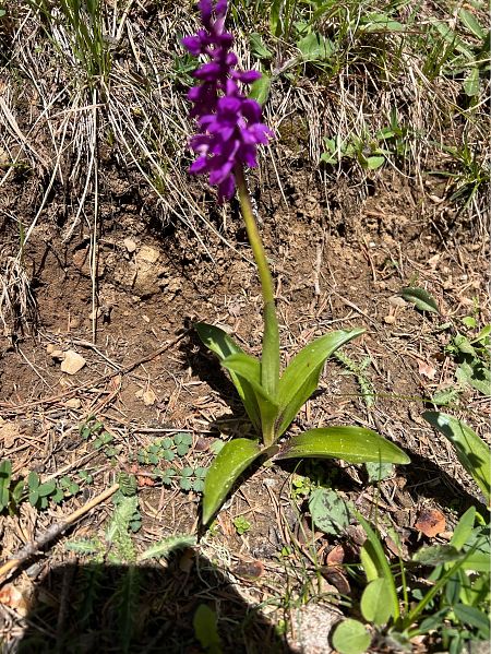 Orchis ovalis  - Olivier Chevillon