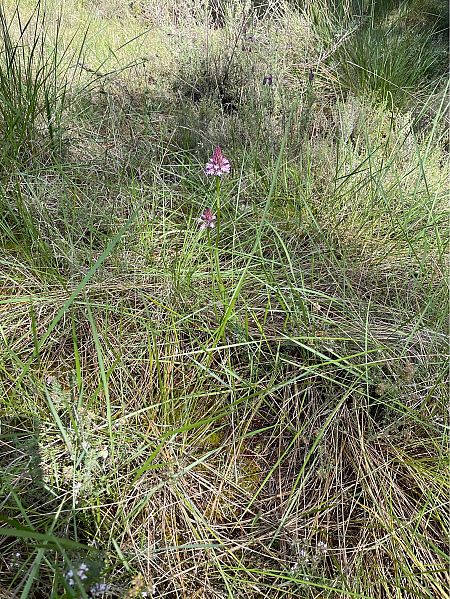 Anacamptis pyramidalis  - Pepa Baliu