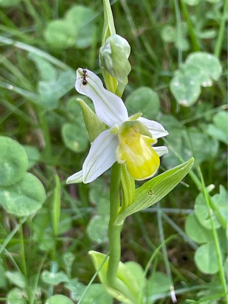 Ophrys apifera f. chlorantha  - Christine Lescuyer