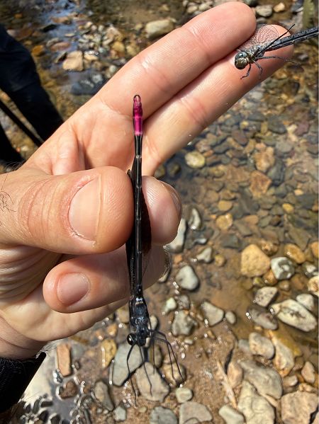 Calopteryx haemorrhoidalis  - Andrea Galimberti
