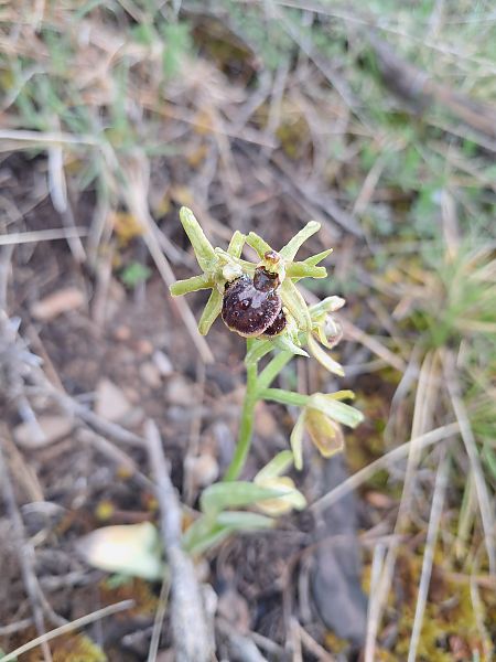 Ophrys aranifera  - Laurent Mazet