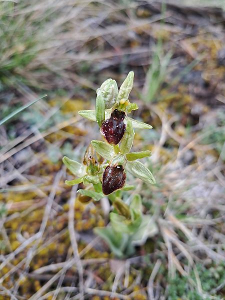 Ophrys aranifera  - Laurent Mazet