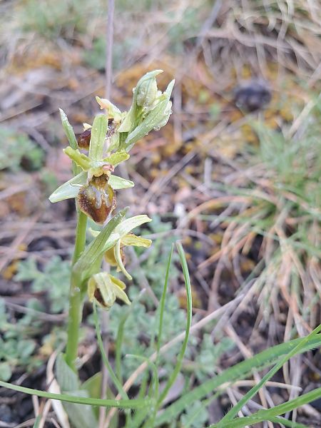 Ophrys aranifera  - Laurent Mazet
