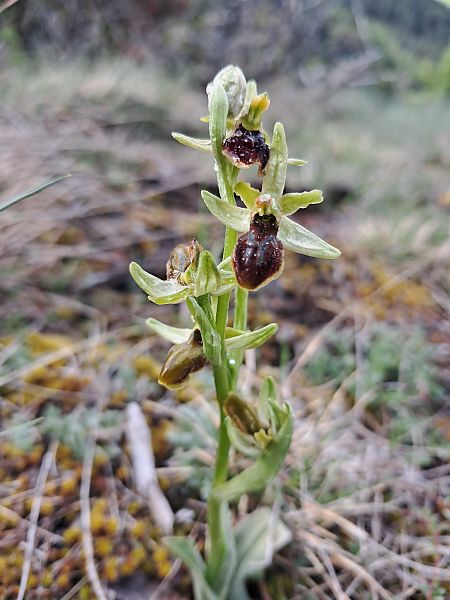Ophrys aranifera  - Laurent Mazet