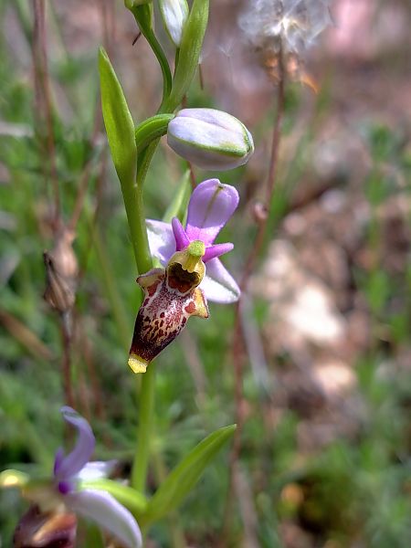 Ophrys fuciflora subsp. druentica  - Emmanuel Cosson
