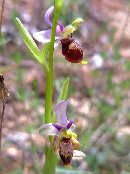 Ophrys fuciflora subsp. druentica  - Emmanuel Cosson
