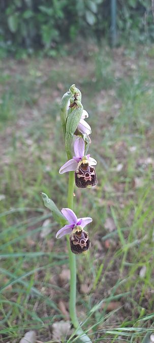 Ophrys fuciflora subsp. demangei  - Marc et M-Joëlle Silvestre