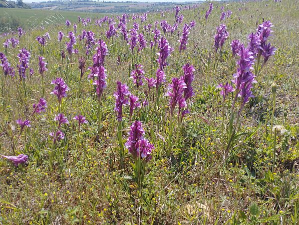 Anacamptis papilionacea var. expansa  - Gérard Joseph