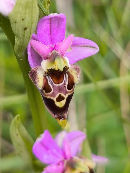 Ophrys fuciflora subsp. druentica  - Bertrand Von Arx