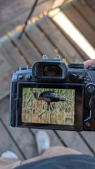 Ibis falcinelle  - Eliot Farkas