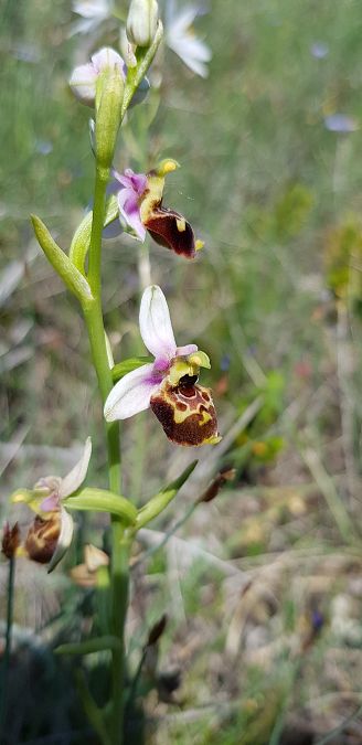 Ophrys fuciflora subsp. demangei  - Bruno Durbin