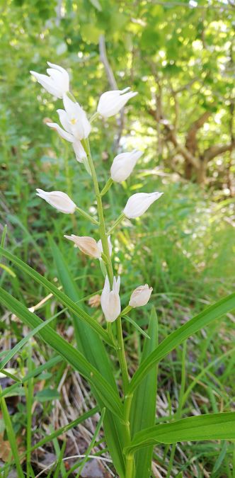 Cephalanthera longifolia  - Laurent Fourneret