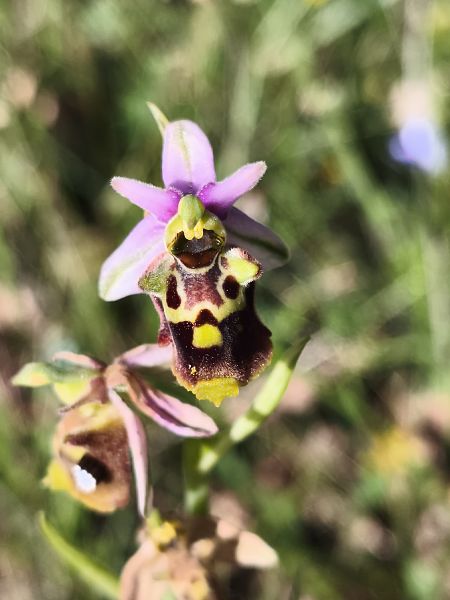 Ophrys fuciflora subsp. druentica  - Richard Fay