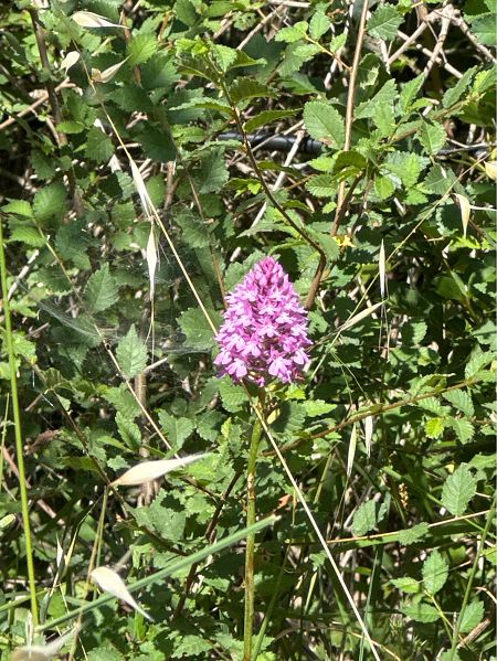 Anacamptis pyramidalis  - Antonio Mazzone