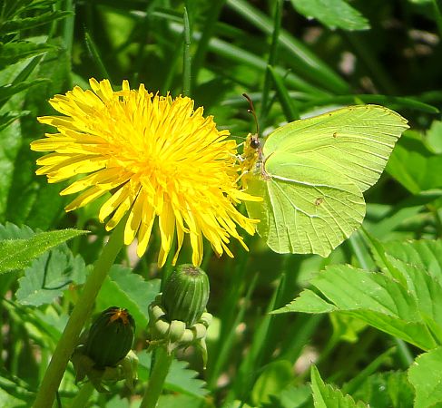Gonepteryx rhamni  - Monica Carabella