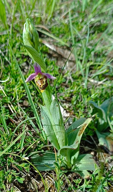 Ophrys fuciflora  - Sebastien Merle