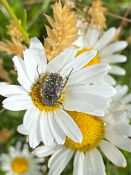 Oxythyrea funesta  - Maria Rita Gelso