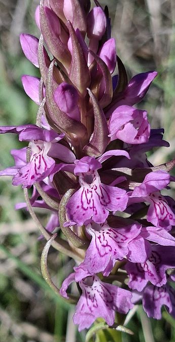 Dactylorhiza occitanica 