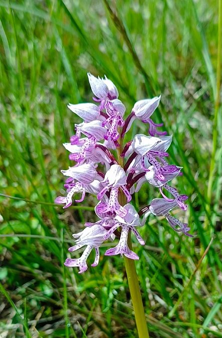 Orchis militaris  - Sebastien Merle