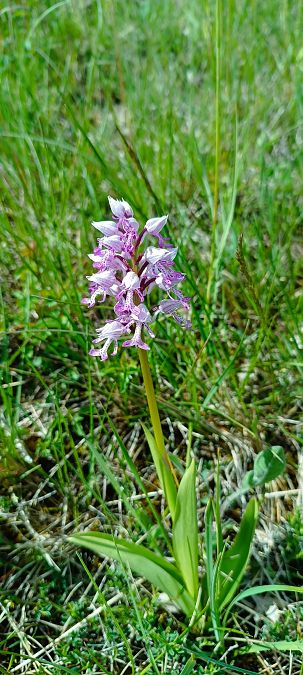 Orchis militaris  - Sebastien Merle