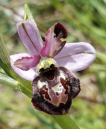Ophrys aveyronensis 