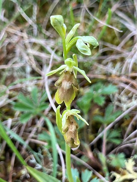 Ophrys aymoninii  - Florent de Gasperis