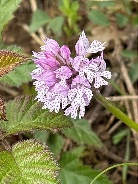 Neotinea tridentata  - Jean François Tisserand