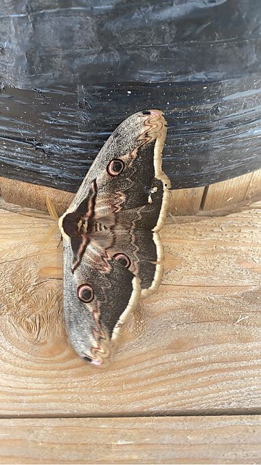 Saturnia pyri  - Massimo Pettavino