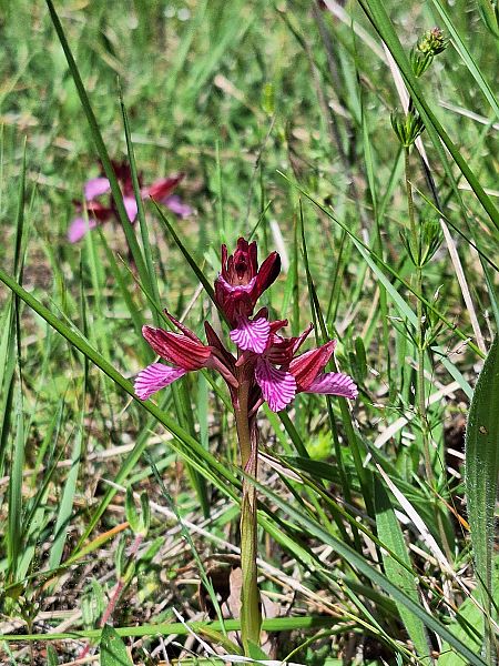 Anacamptis papilionacea var. expansa  - Benjamin Kabouche