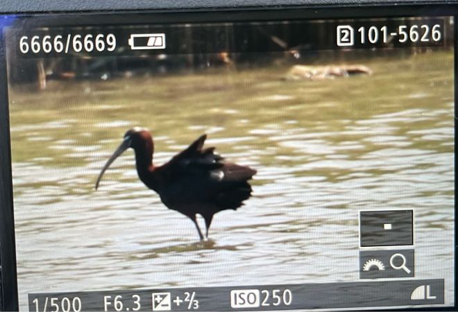 Ibis falcinelle  - Maximilian Mitterbacher