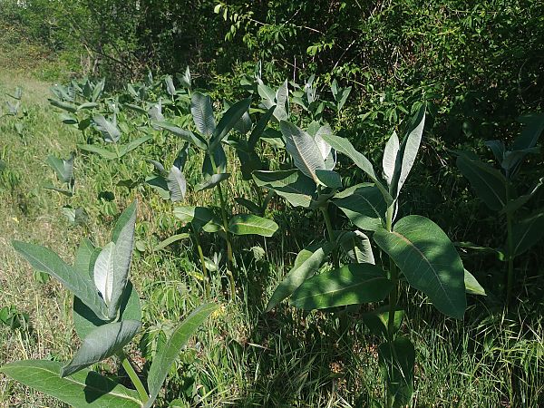 Asclepias syriaca  - Alexandra Cfr Mareschi (FVG)