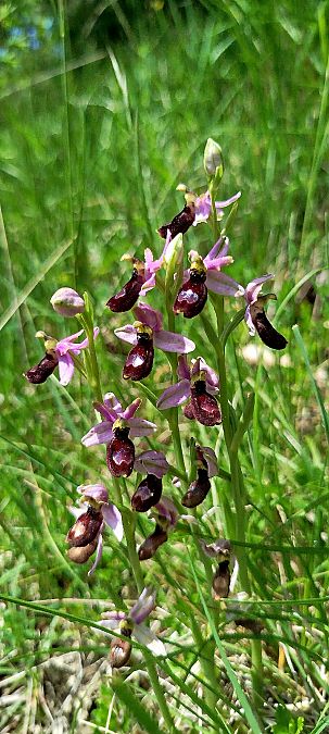 Ophrys drumana  - Reynald Foucher
